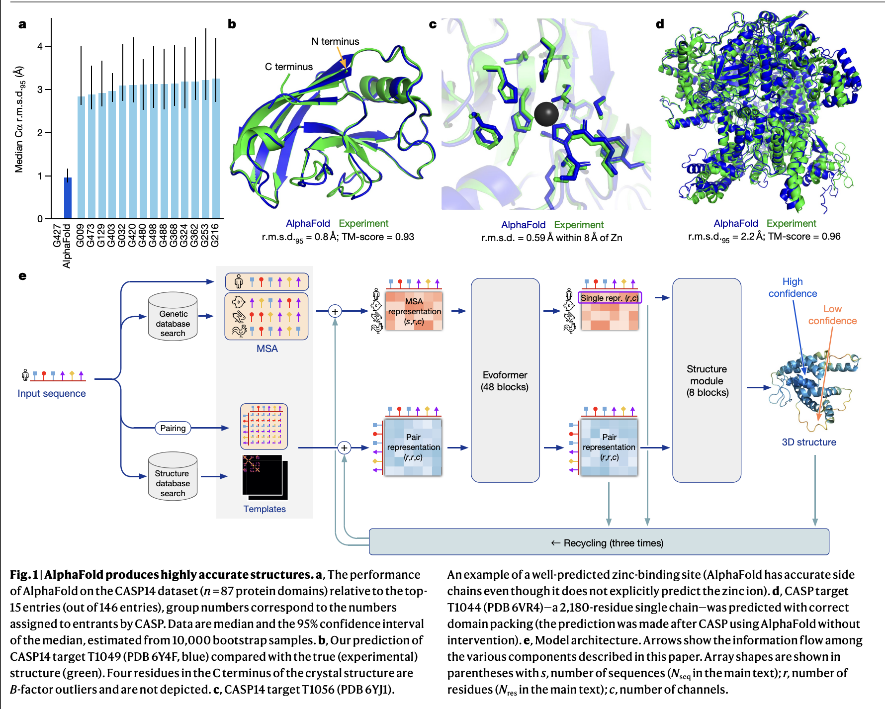 AlphaFold2 produces highly accurate protein structures. An end-to-end neural system that encodes 3D structure priors and folding knowledge into learned representations, producing predictions that rival decades of experimental work.